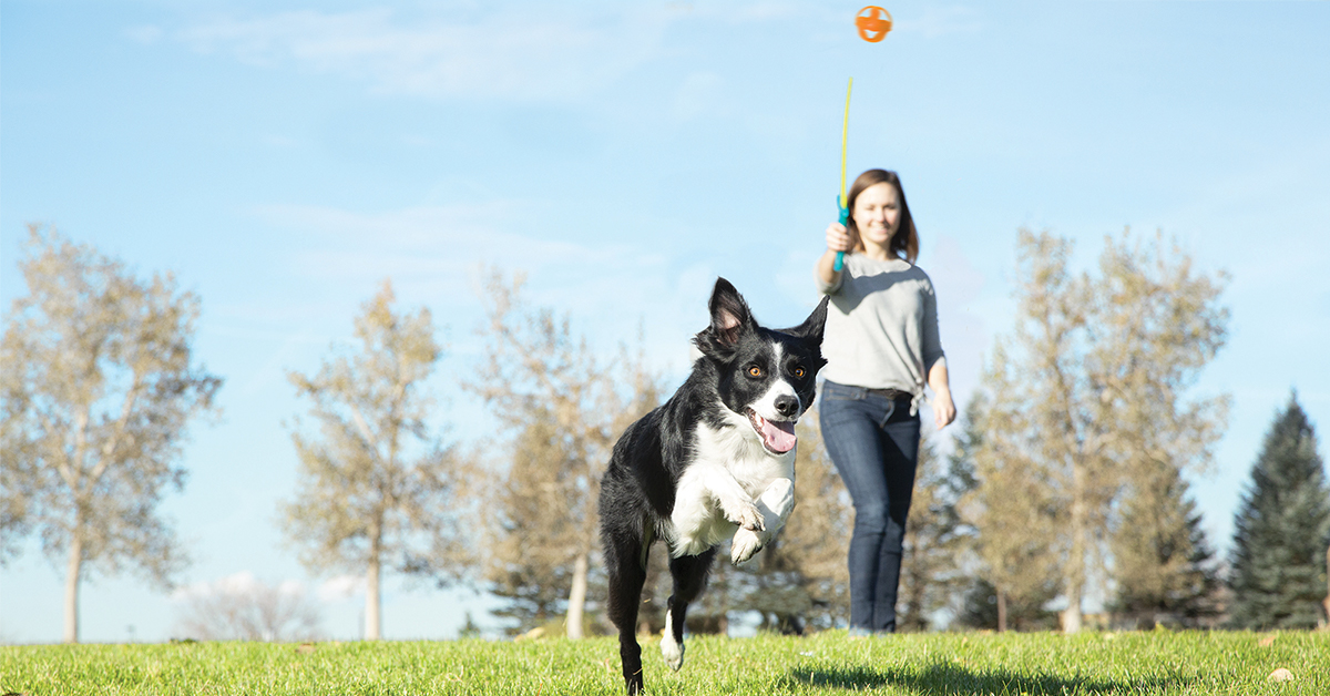 dog playing fetch