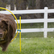 alternatives to dog parks