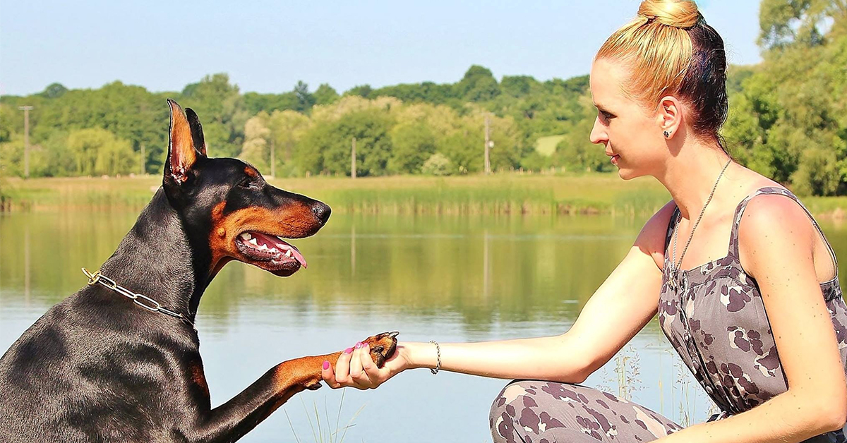 dog shakng hands in nature