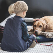 how to calm a dog during fireworks