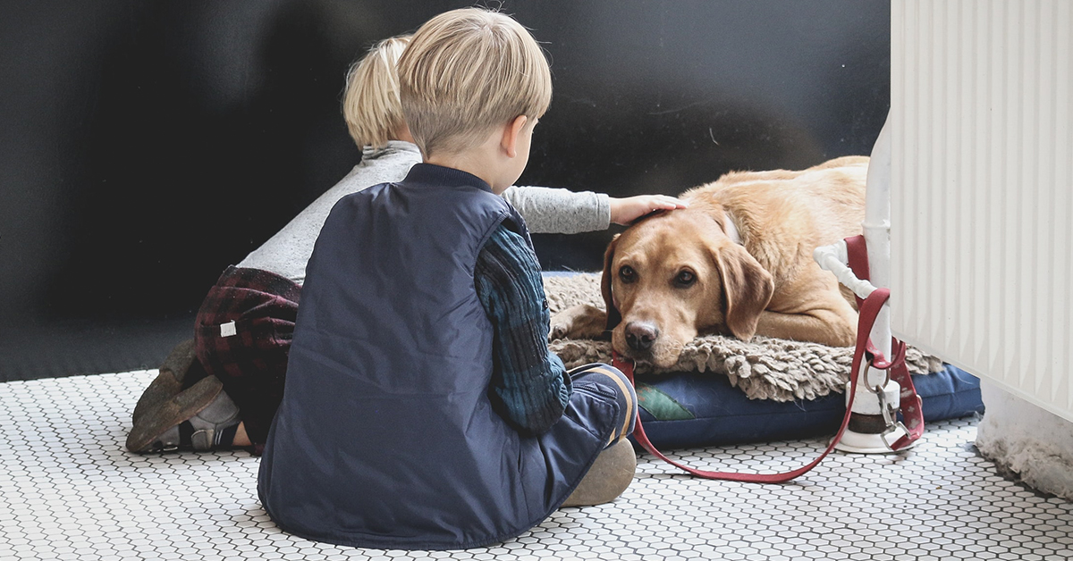 How to Calm a Dog During Fireworks