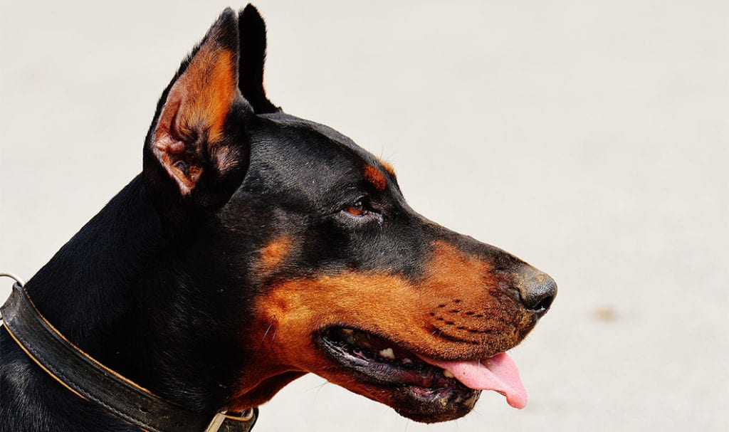 doberman