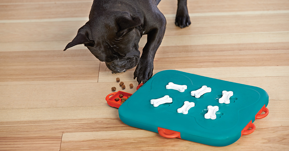 Unique Dog Gifts: Boredom-Busting Brain Games