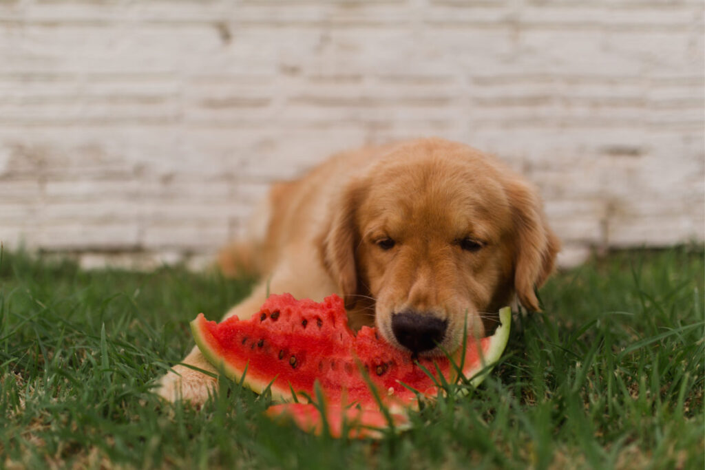 summer safety tips for dogs