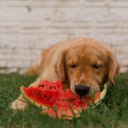 summer safety tips for dogs