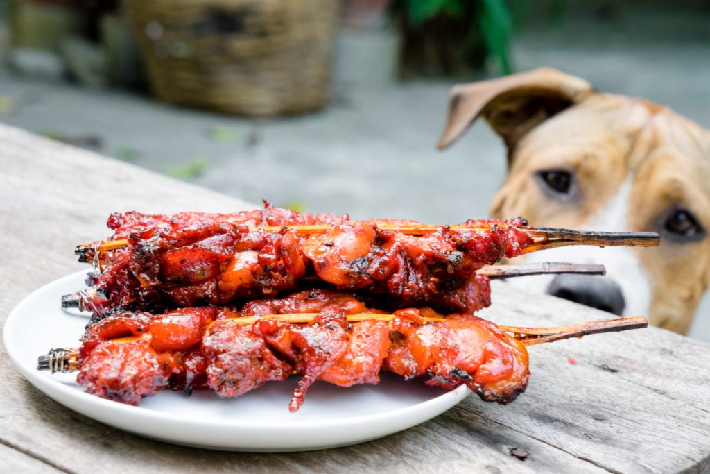 dog eyeing food on a picnic table