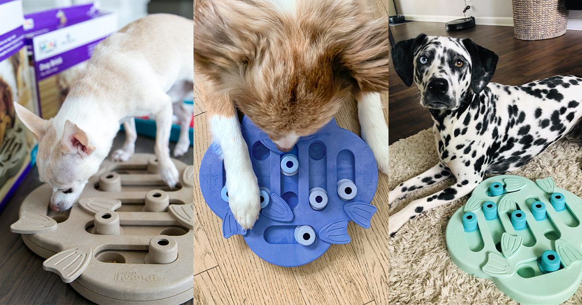 hide n slide mental stimulation for dogs