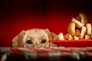 Is Cookout Food Hazardous to Dogs