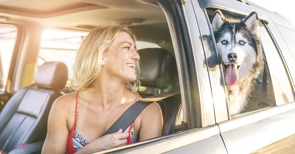 14 Essential Items to Bring on Your Next Road Trip With a Dog