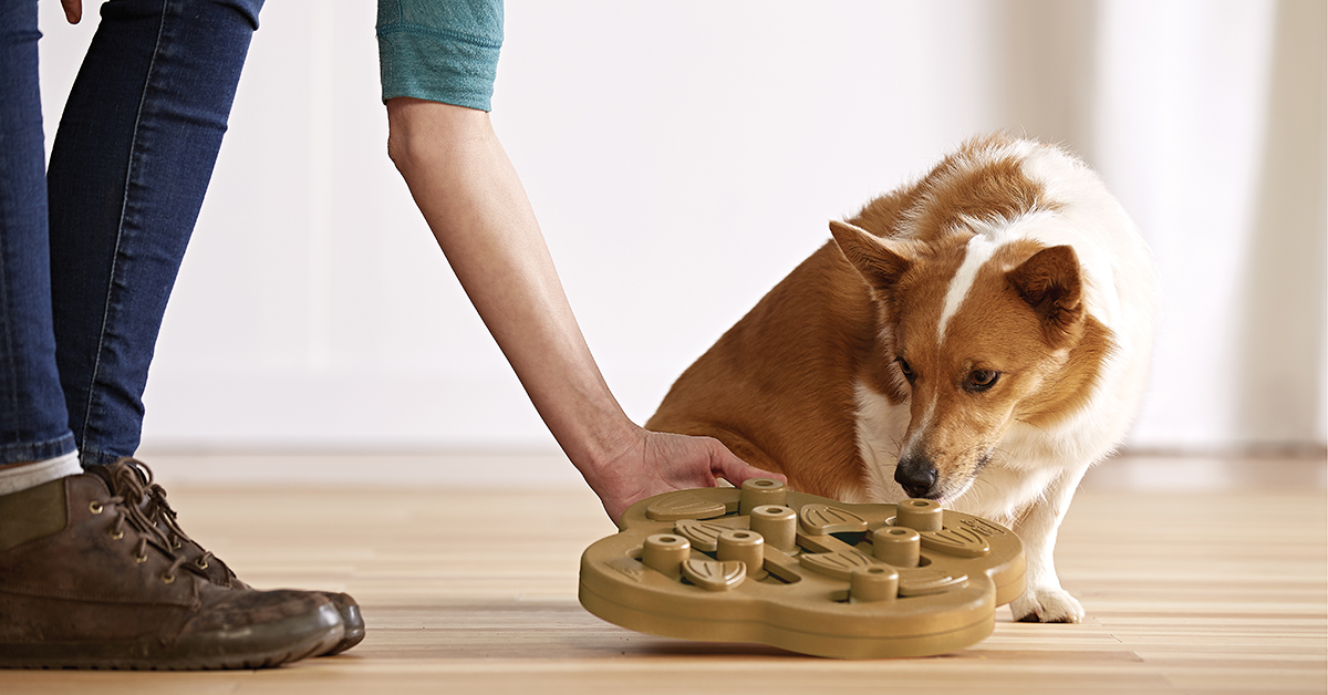 Nina Ottosson Hide N' Slide Dog Game