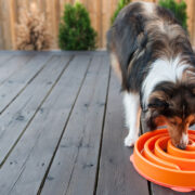 why do dogs hiccup slow feeder