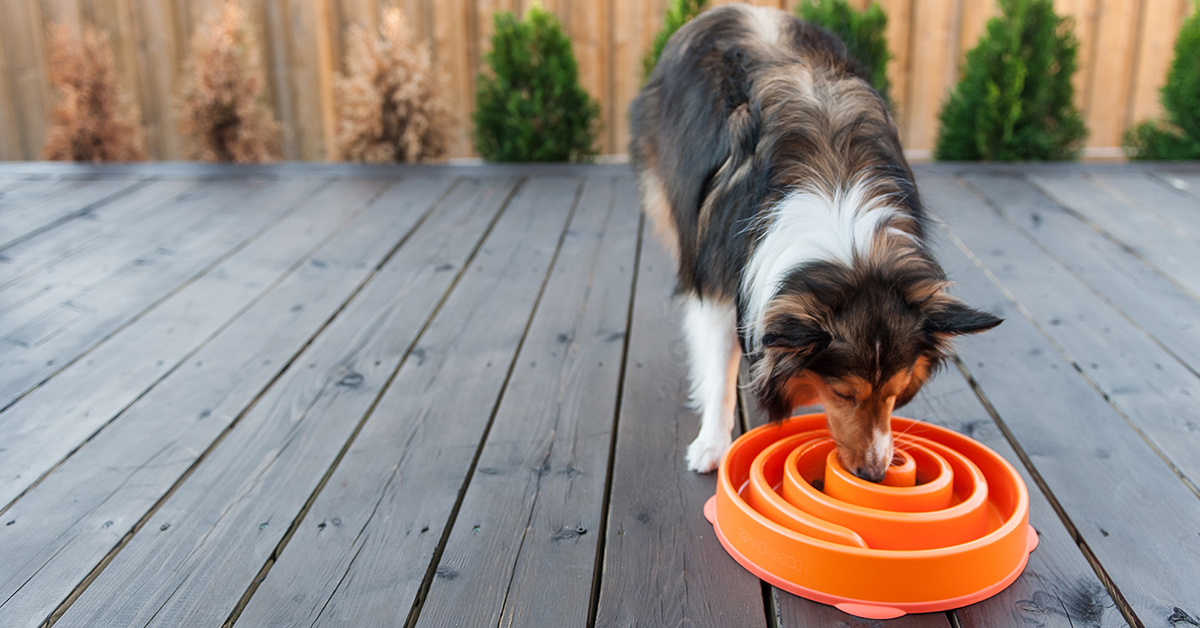 slow feeder best way to keep dog busy indoors