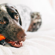 the Mesquite Dogwood Stick is one of the best chew toys for dogs