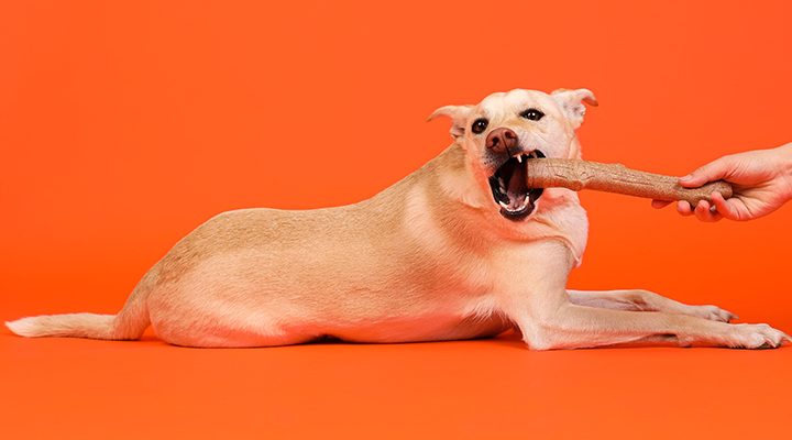 Petstages dogwood