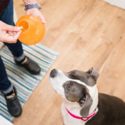 best interactive dog toys
