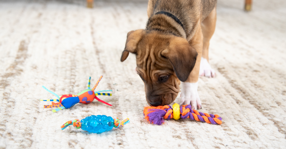 the-best-toys-for-puppies