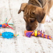 the-best-toys-for-puppies