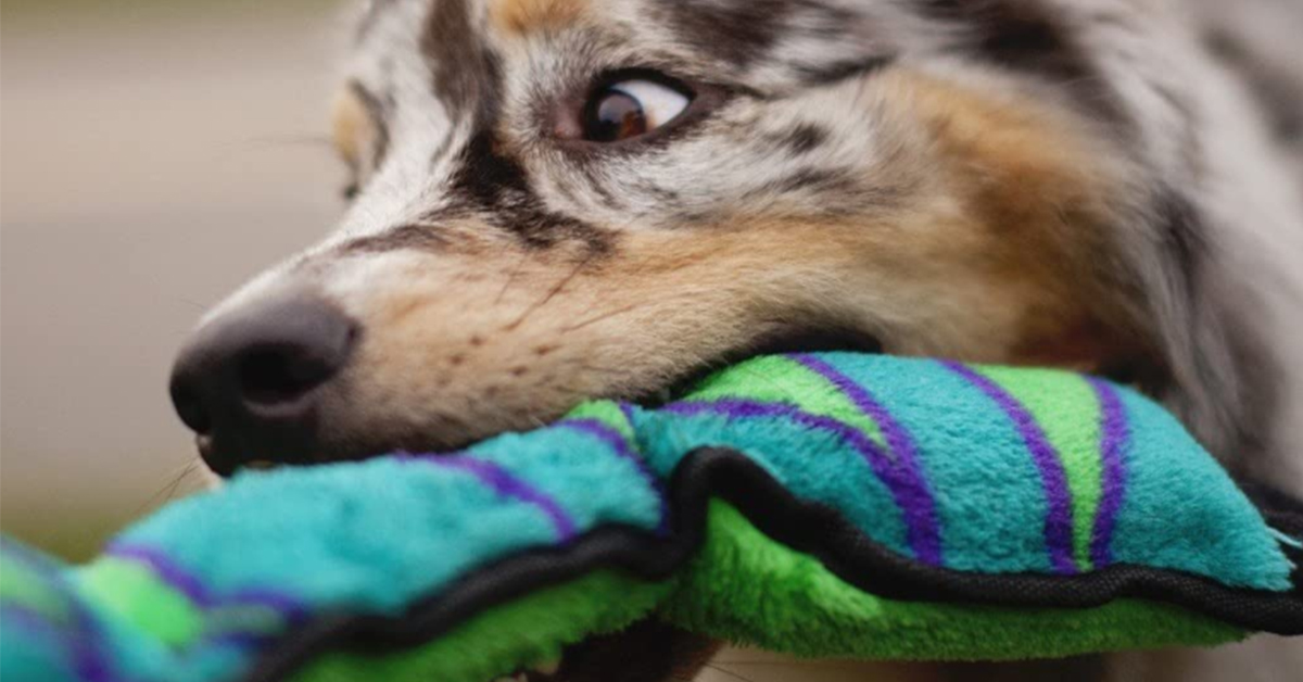 dog with squeaky toy