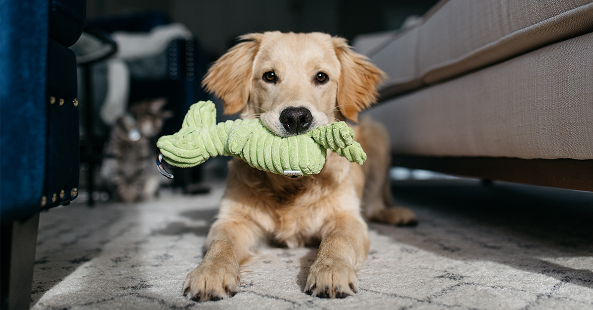 puppy with toy