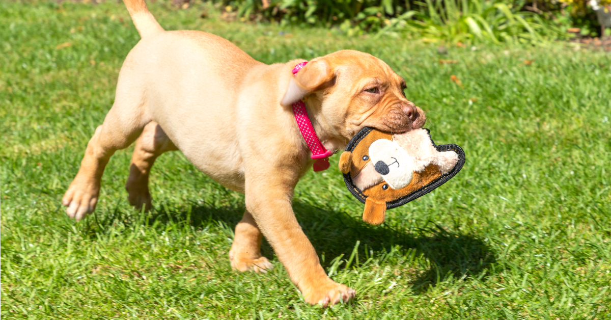 pet microchip cost