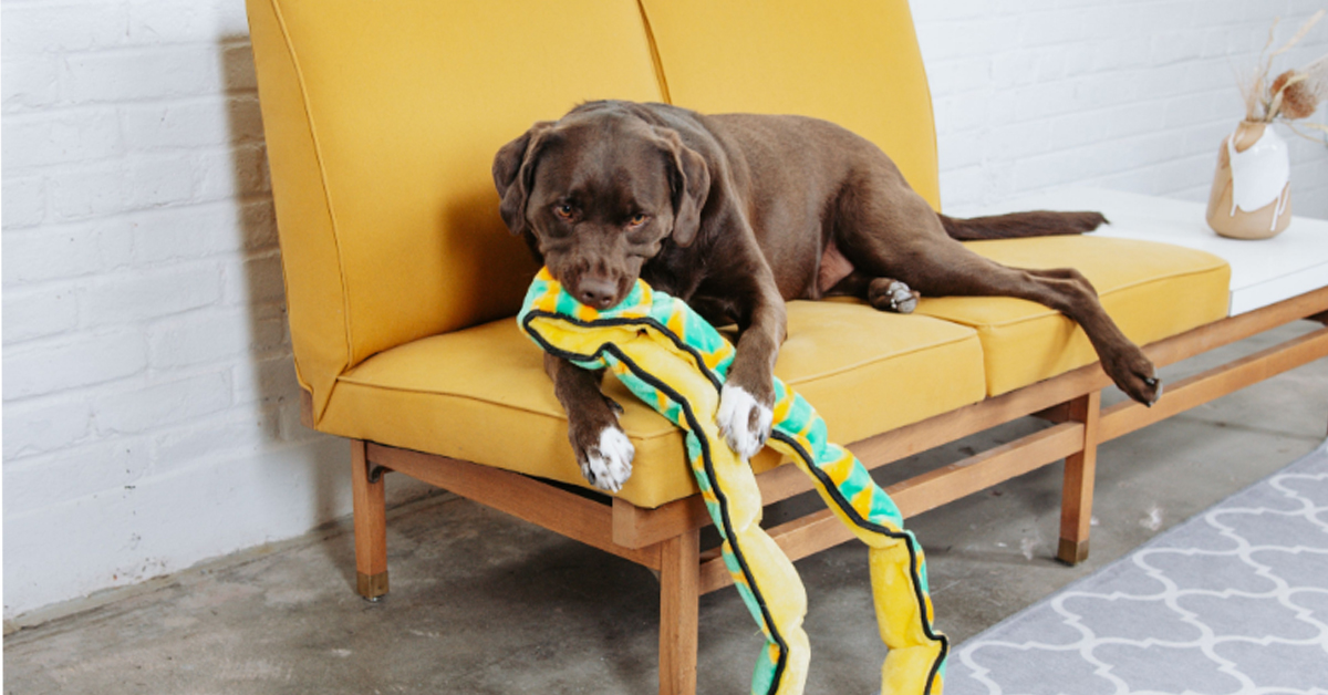 dog with squeaky dog toy