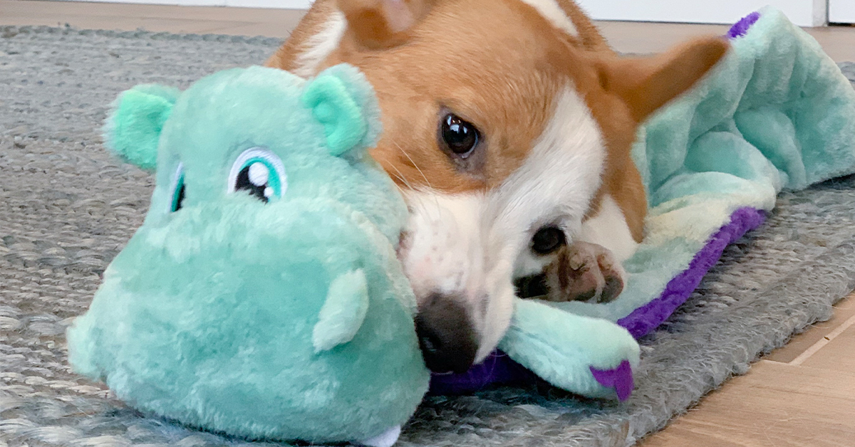 dog with squeaky toy