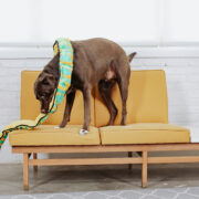 squeaky toy and dog