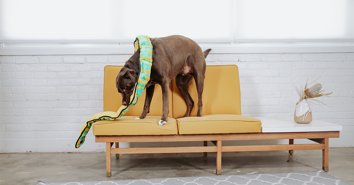 Top 3 Reasons Dogs Love Squeak Toys