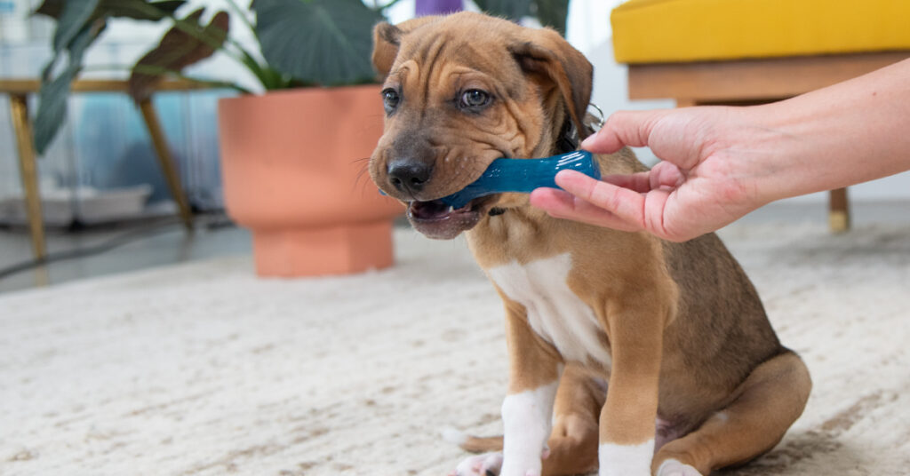 puppy chewing on the best toys for puppies