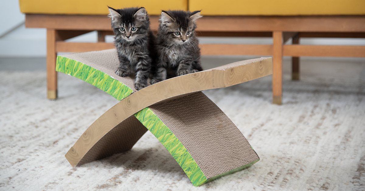 Check out Petstages' Easy Life Hammock Scratcher here.