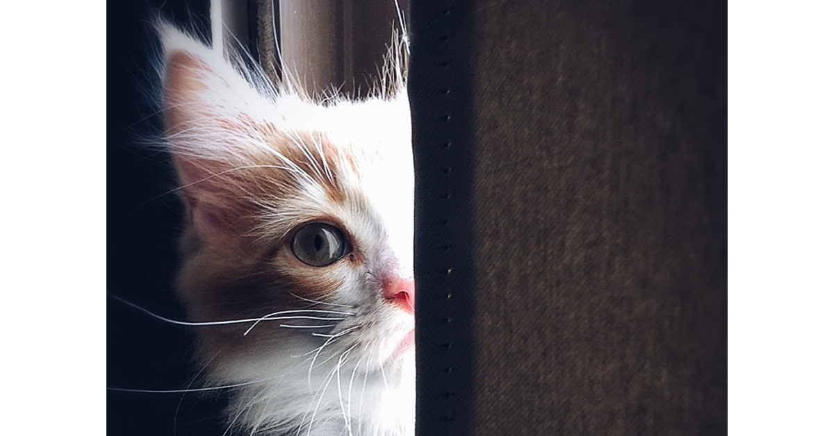cat creeping 