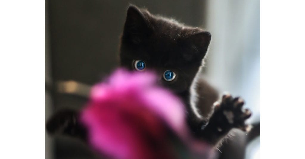 cat batting a father toy