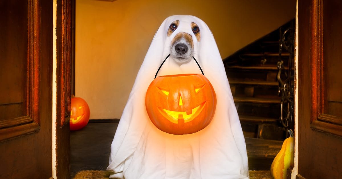 halloween safety tips for pets