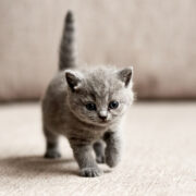 new kitten checklist