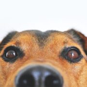 10 dog facts that may surprise you