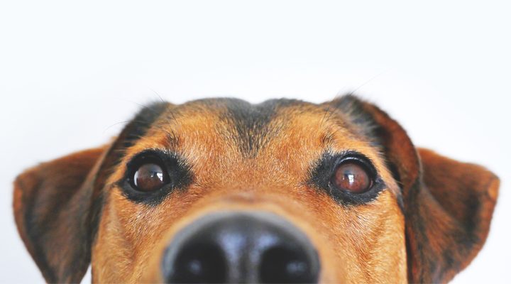 10 dog facts that may surprise you