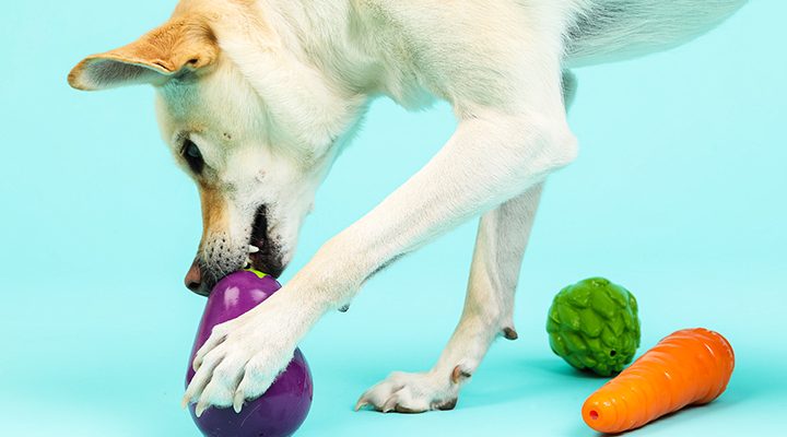 Planet dog orbee tuff Foodies