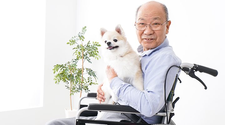 best-dogs-for-seniors