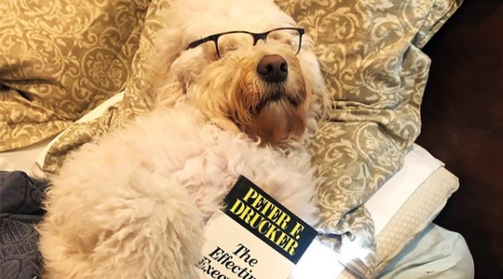 Dogs can lear over 1000 words!