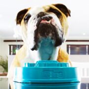 dog with a slow feeder