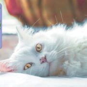 The Nina Ottosson by Petstages Buggin' Out Puzzle & Play Cat Game won the Pet Business award for Best Cat Toy in the Interactive category.