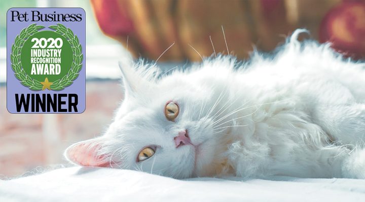 Award-Winning Interactive Cat Toys for Playing at Home