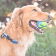 dog with earth ball