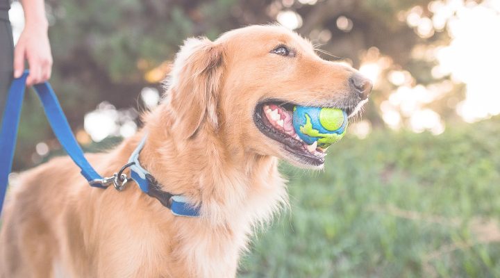 Outward Hound Sustainability + Walmart’s Project Gigaton