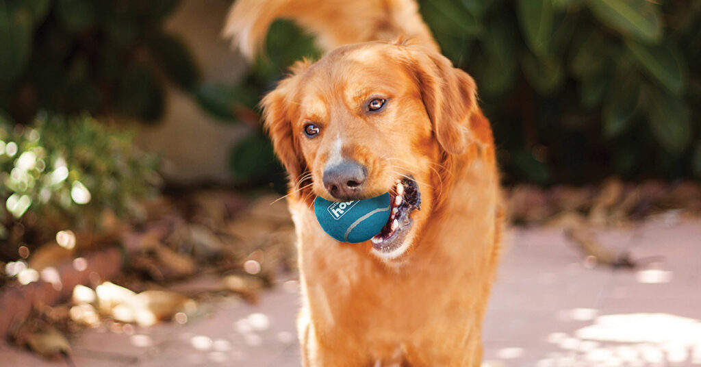 best-toys-for-golden-retrievers