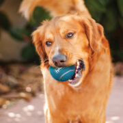 best-toys-for-golden-retrievers