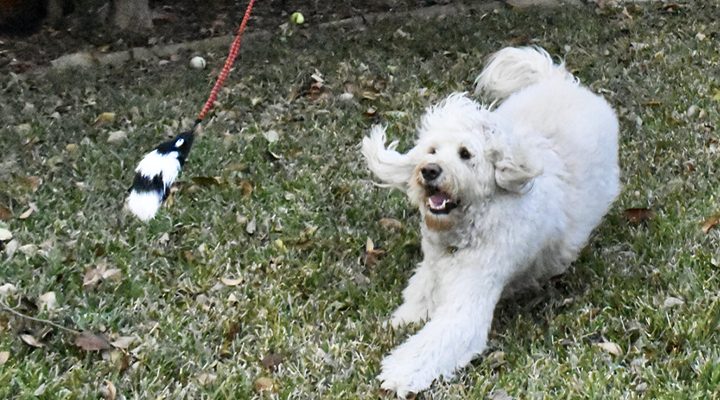 flirt pole for dogs