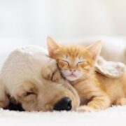 cat and dog snuggling