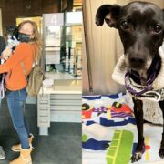 Two adults pose with their rescued Whippet on the left. On the right is another image of the rescued dog.
