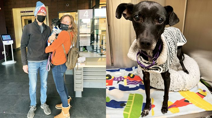 Two adults pose with their rescued Whippet on the left. On the right is another image of the rescued dog.
